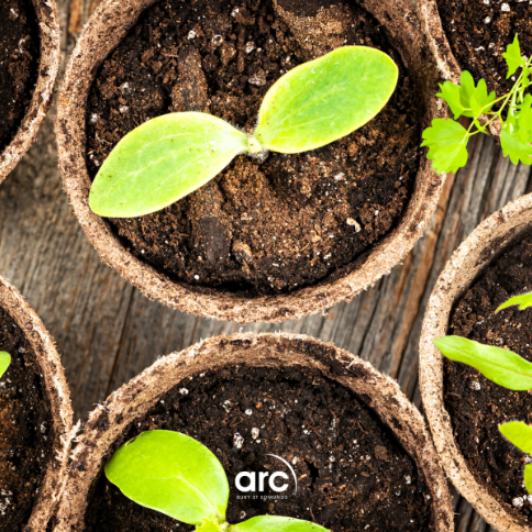 An image of some plants to represent Easy Ways to Grow Food From Scraps at Home.