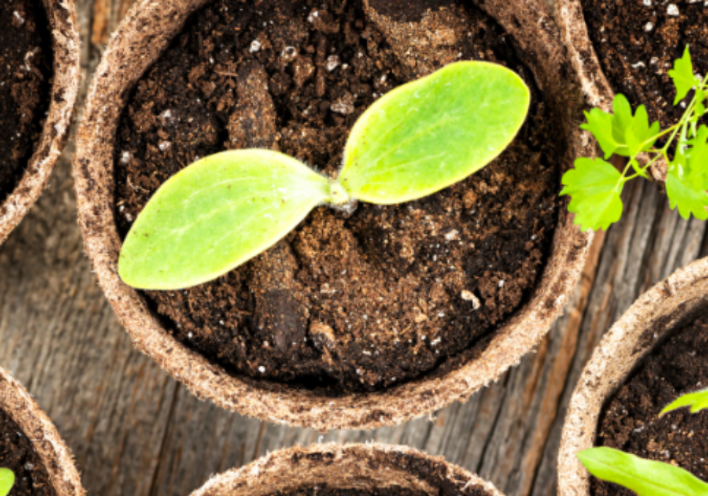 a photo of herbs to represent easy ways to grow food from scraps at home